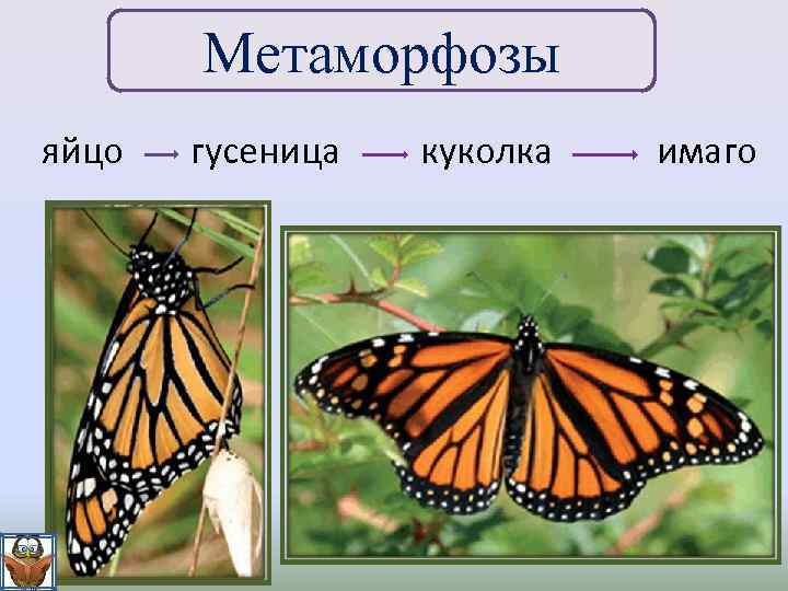 Метаморфозы яйцо гусеница куколка имаго 