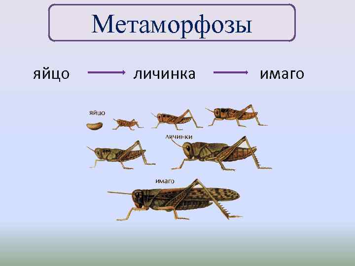 Метаморфозы яйцо личинка имаго 