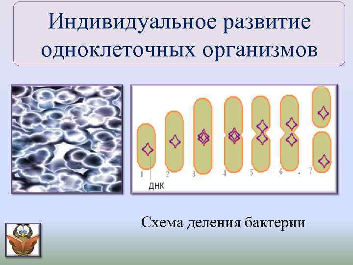 Схема деления структурная е1