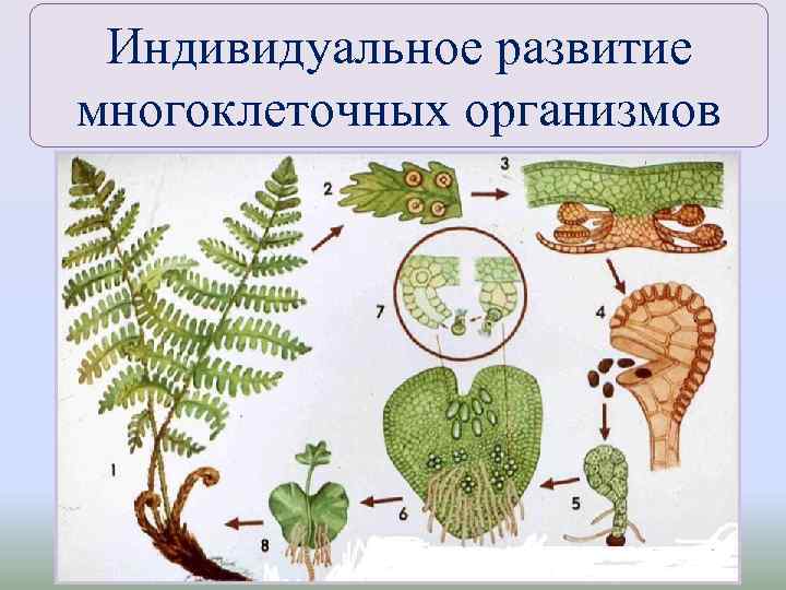 Индивидуальное развитие многоклеточных организмов 