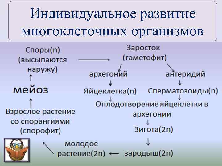 Индивидуальное развитие многоклеточных организмов 