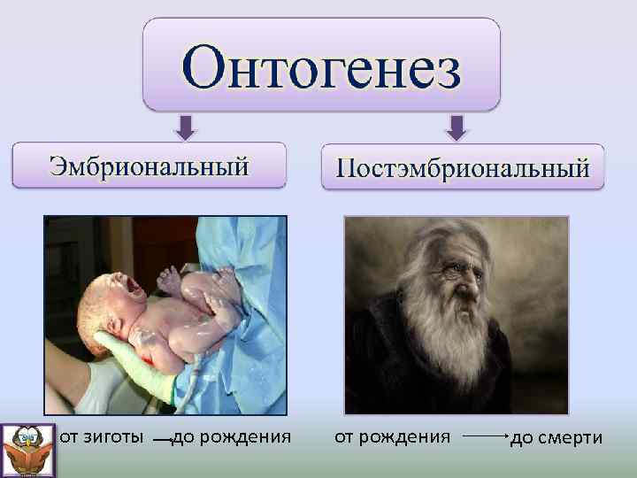 от зиготы до рождения от рождения до смерти 