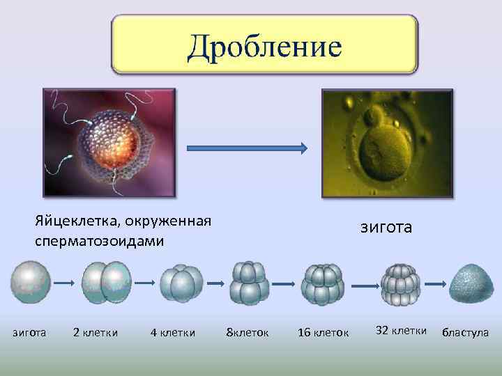 Яйцеклетка и сперматозоид картинки