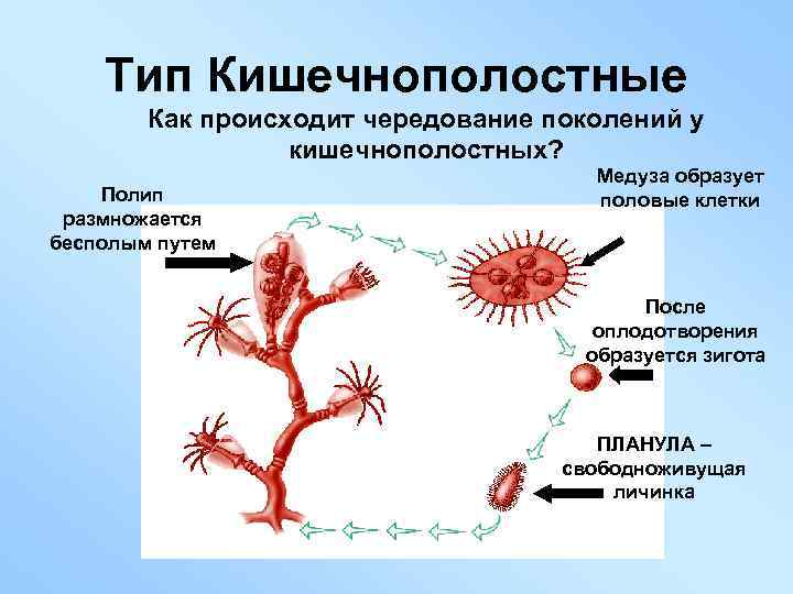 Тип Кишечнополостные Как происходит чередование поколений у кишечнополостных? Полип размножается бесполым путем Медуза образует