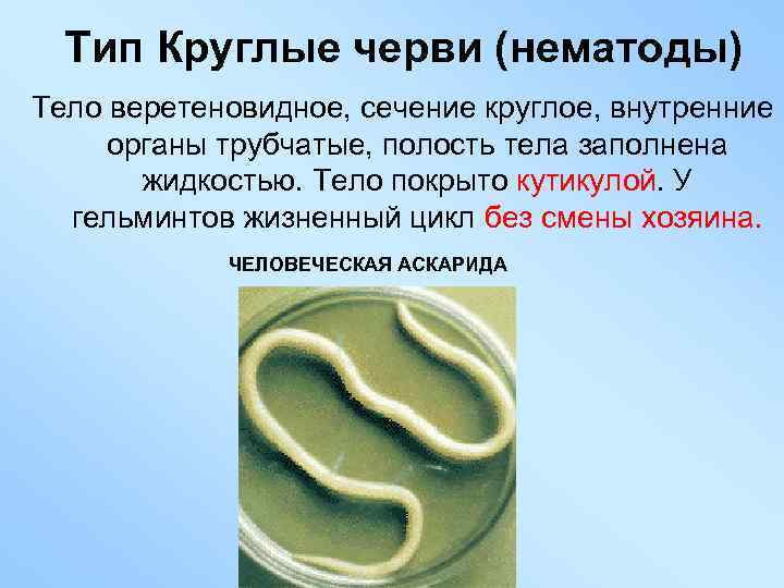 Тип Круглые черви (нематоды) Тело веретеновидное, сечение круглое, внутренние органы трубчатые, полость тела заполнена