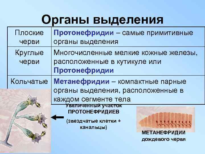 Органы выделения Плоские черви Круглые черви Протонефридии – самые примитивные органы выделения Многочисленные мелкие