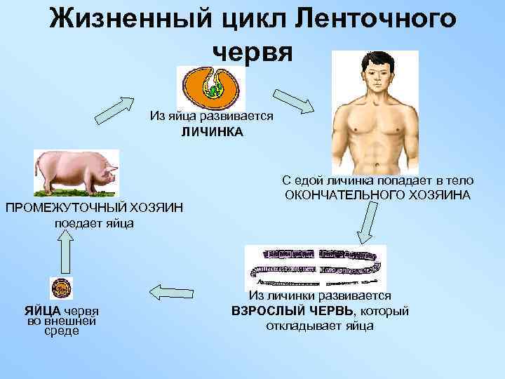 Жизненный цикл Ленточного червя Из яйца развивается ЛИЧИНКА ПРОМЕЖУТОЧНЫЙ ХОЗЯИН поедает яйца ЯЙЦА червя