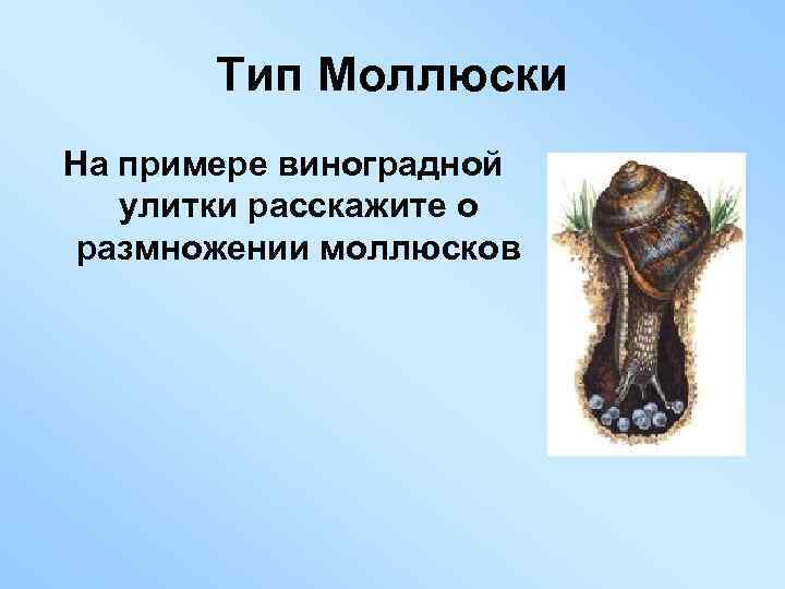 Тип Моллюски На примере виноградной улитки расскажите о размножении моллюсков 