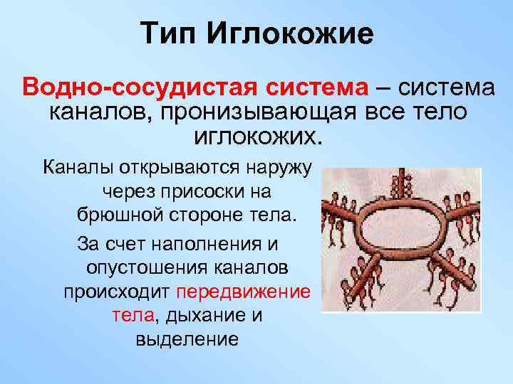 Тип Иглокожие Водно-сосудистая система – система каналов, пронизывающая все тело иглокожих. Каналы открываются наружу