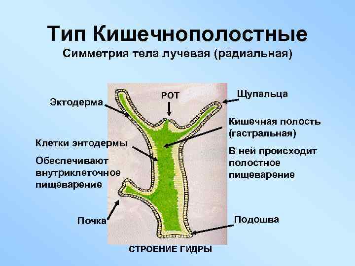 Тип Кишечнополостные Симметрия тела лучевая (радиальная) Эктодерма РОТ Щупальца Кишечная полость (гастральная) Клетки энтодермы