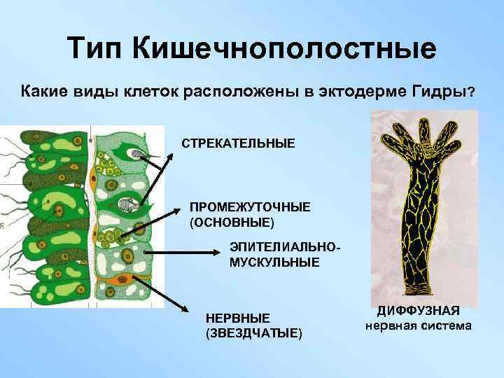 Тип Кишечнополостные Какие виды клеток расположены в эктодерме Гидры? СТРЕКАТЕЛЬНЫЕ ПРОМЕЖУТОЧНЫЕ (ОСНОВНЫЕ) ЭПИТЕЛИАЛЬНОМУСКУЛЬНЫЕ НЕРВНЫЕ