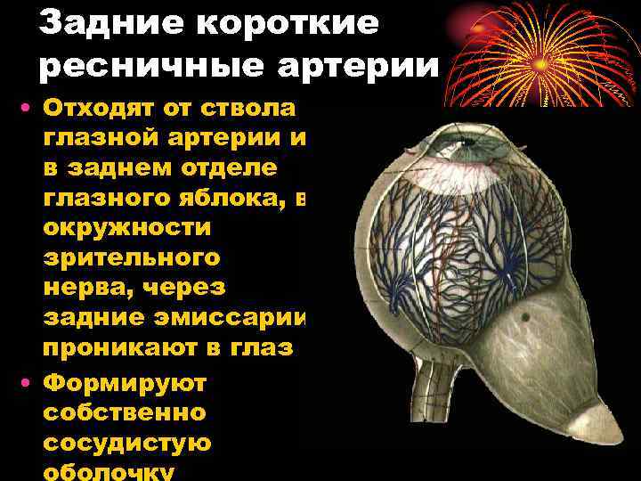 Задние короткие ресничные артерии • Отходят от ствола глазной артерии и в заднем отделе