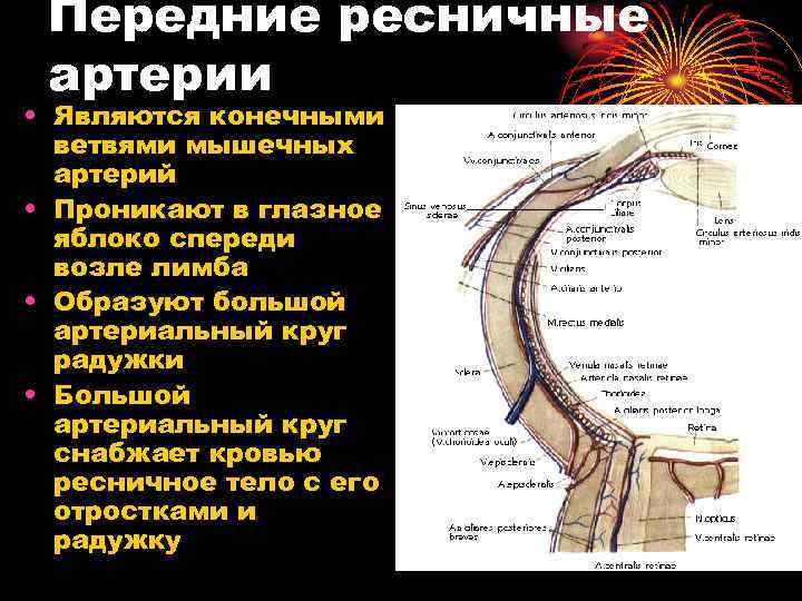 Передние ресничные артерии • Являются конечными ветвями мышечных артерий • Проникают в глазное яблоко