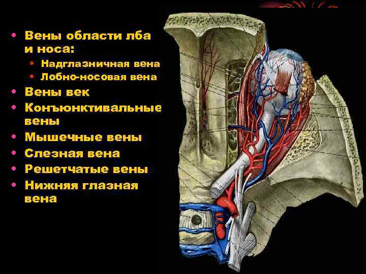  • Вены области лба и носа: • Надглазничная вена • Лобно-носовая вена •