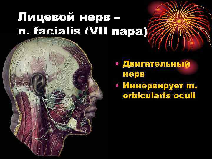 Лицевой нерв – n. facialis (VII пара) • Двигательный нерв • Иннервирует m. orbicularis