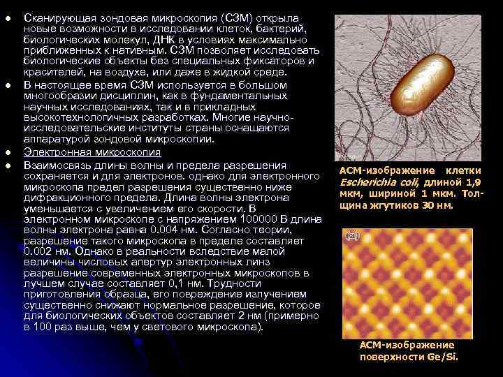 l l Сканирующая зондовая микроскопия (СЗМ) открыла новые возможности в исследовании клеток, бактерий, биологических
