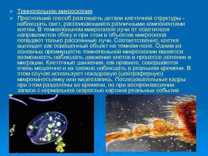 Ø Ø Темнопольная микроскопия Простейший способ разглядеть детали клеточной структуры наблюдать свет, рассеивающийся различными