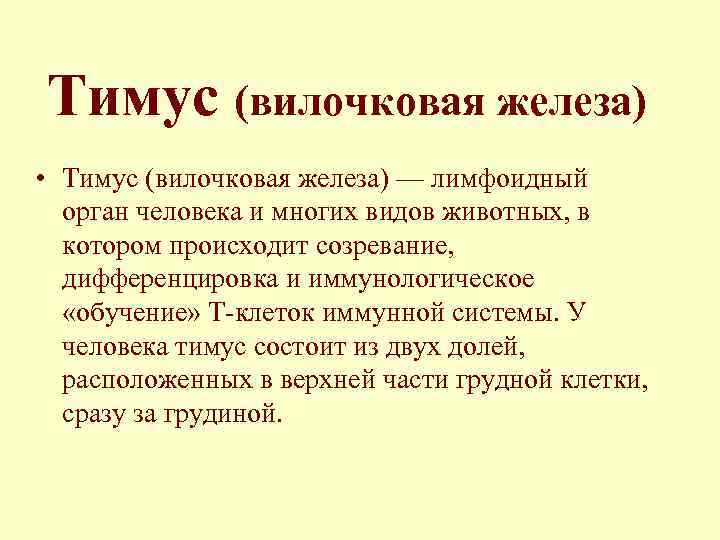 Тимус (вилочковая железа) • Тимус (вилочковая железа) — лимфоидный орган человека и многих видов