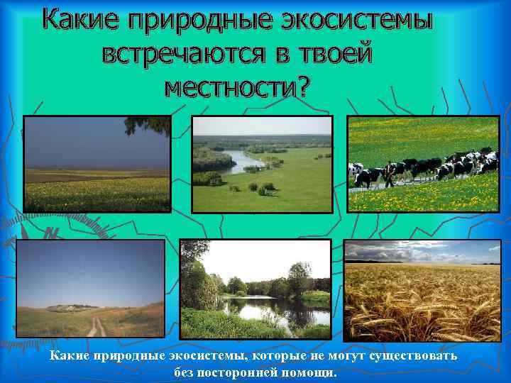 Какие природные экосистемы встречаются в твоей местности? Какие природные экосистемы, которые не могут существовать