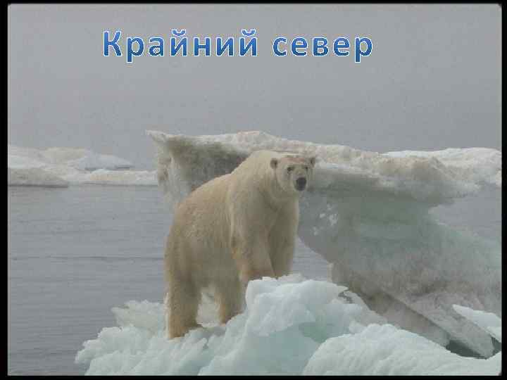 Крайний север 