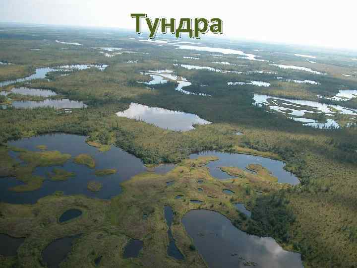Тундра 