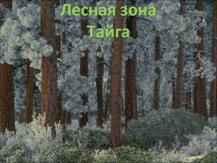 Лесная зона Тайга 