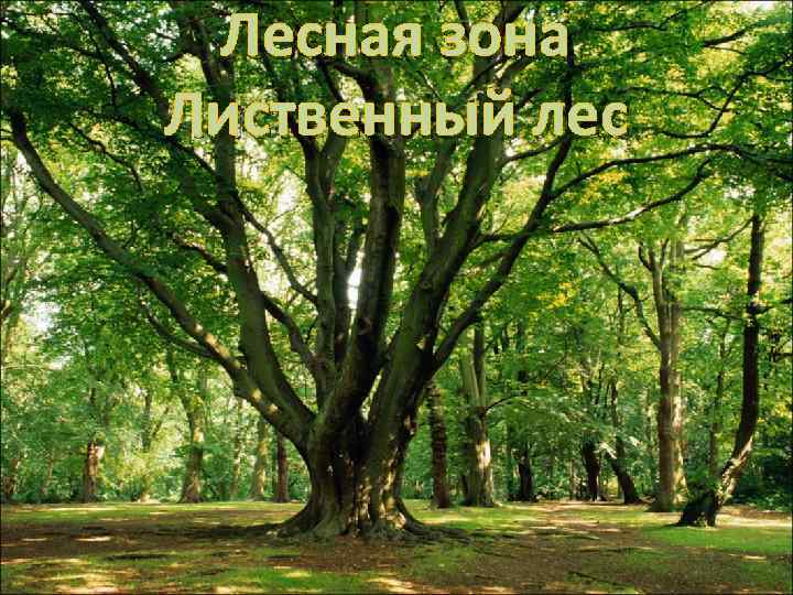 Лесная зона Лиственный лес 