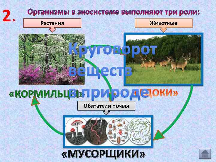 2. Организмы в экосистеме выполняют три роли: Растения Животные Круговорот веществ «КОРМИЛЬЦЫ» в природе