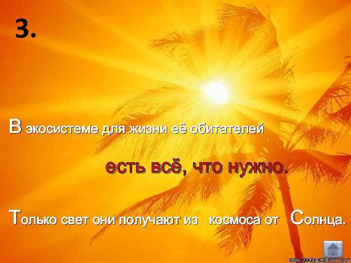 3. В экосистеме для жизни её обитателей есть всё, что нужно. Только свет они