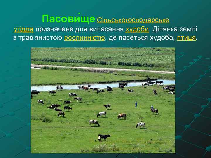 Пасови ще-Сільськогосподарське угіддя призначене для випасання худоби. Ділянка землі з трав'янистою рослинністю, де пасеться