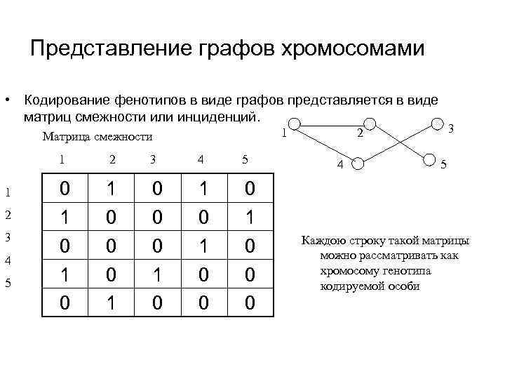 Представление графов хромосомами • Кодирование фенотипов в виде графов представляется в виде матриц смежности