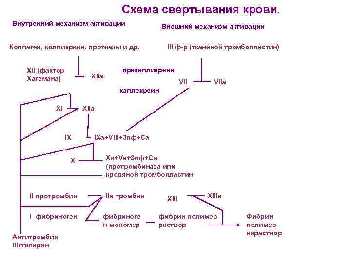 Процесс свертывания крови схема