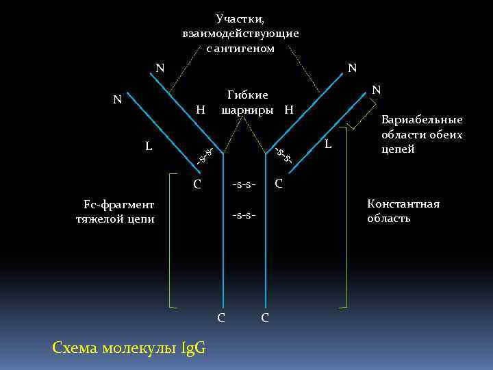 Участки, взаимодействующие с антигеном N N N -s -s -s L - H -s-s-