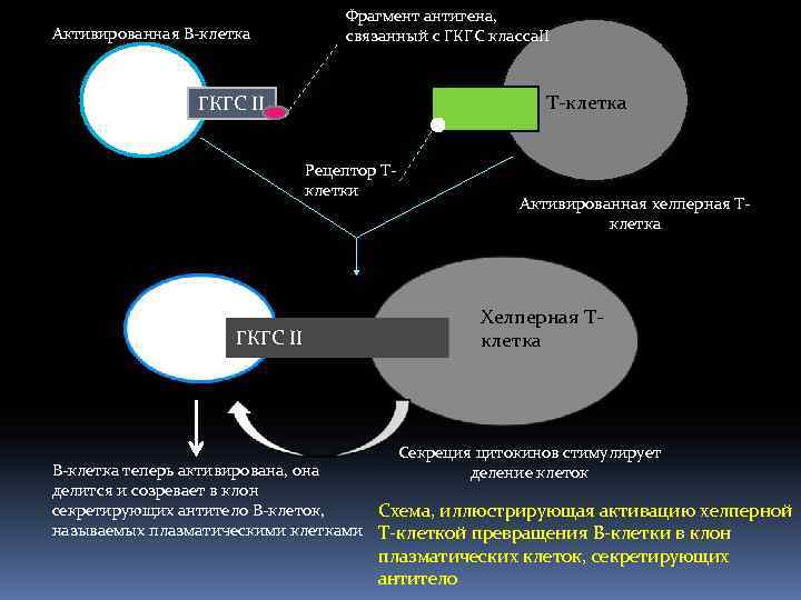 Активированная В-клетка Фрагмент антигена, связанный с ГКГС класса. II Т-клетка ГКГС II Рецептор Тклетки
