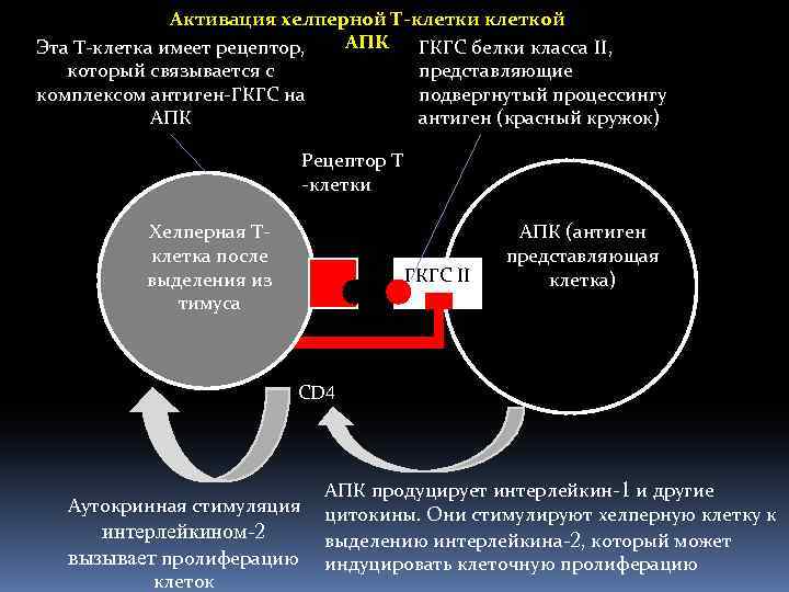 Активация хелперной Т-клетки клеткой АПК Эта Т-клетка имеет рецептор, ГКГС белки класса II, который