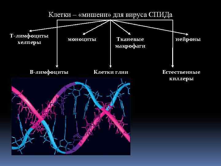 Клетки – «мишени» для вируса СПИДа Т-лимфоциты хелперы моноциты В-лимфоциты Тканевые макрофаги Клетки глии