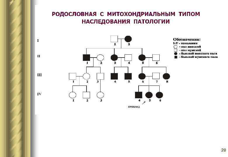 Наследственная трансмиссия. Митохондриальное наследование схема родословной. Родословная с митохондриальным типом наследования. Митохондриальный Тип наследования. Митохондриальный Тип наследования схема.