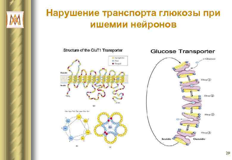 Нарушение транспорта глюкозы при ишемии нейронов 29 