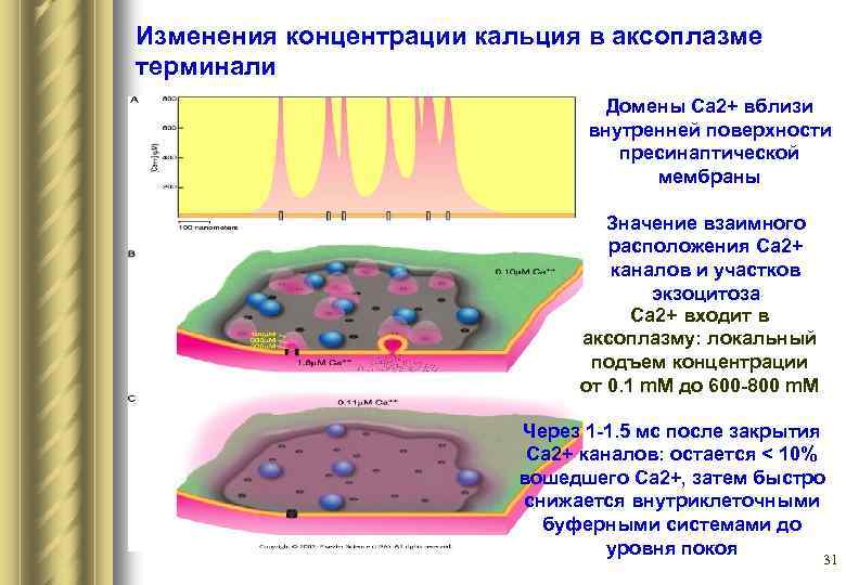 Изменения концентрации кальция в аксоплазме терминали Домены Са 2+ вблизи внутренней поверхности пресинаптической мембраны