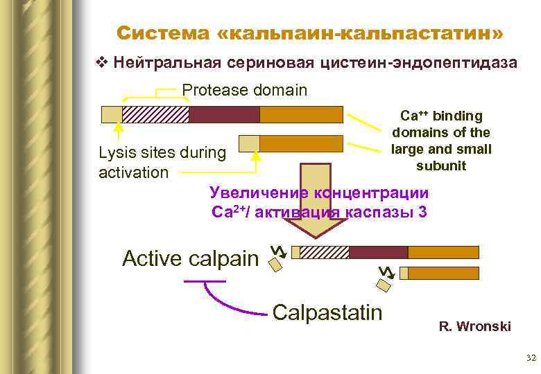 Система «кальпаин-кальпастатин» v Нейтральная сериновая цистеин эндопептидаза Protease domain Ca++ binding domains of the