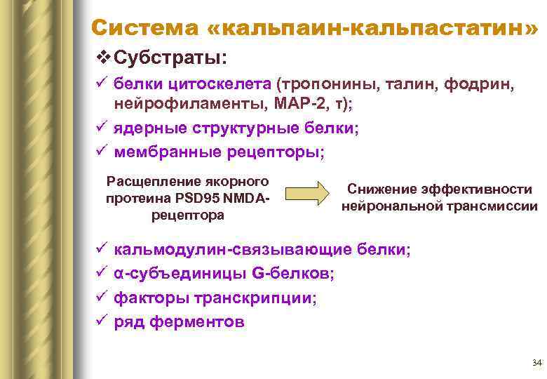 Система «кальпаин-кальпастатин» v Субстраты: ü белки цитоскелета (тропонины, талин, фодрин, нейрофиламенты, MAP 2, τ);