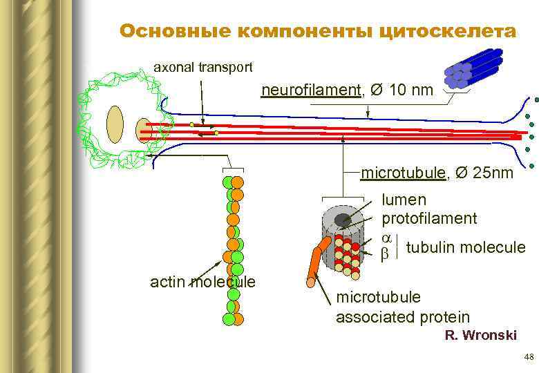 Основные компоненты цитоскелета axonal transport neurofilament, Ø 10 nm microtubule, Ø 25 nm lumen