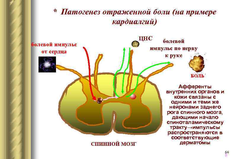 * Патогенез отраженной боли (на примере кардиалгий) ЦНС болевой импульс по нерву к руке