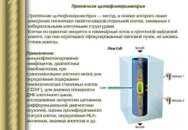 Проточная цитофлюориметрия — метод, в основе которого лежит измерение оптических свойств каждой отдельной клетки,