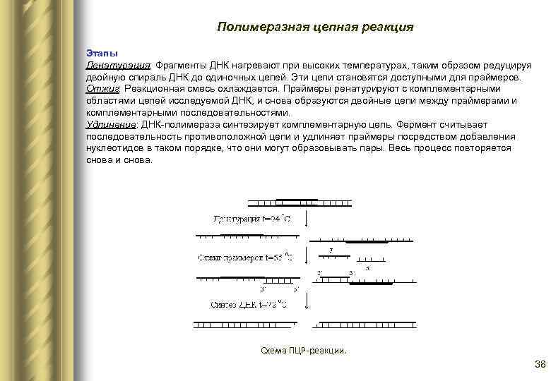 Полимеразная цепная реакция Этапы Денатурация: Фрагменты ДНК нагревают при высоких температурах, таким образом редуцируя