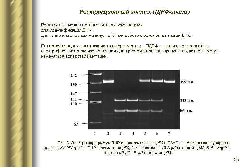 Рестрикционный анализ, ПДРФ-анализ Рестриктазы можно использовать с двумя целями: для идентификации ДНК; для генно