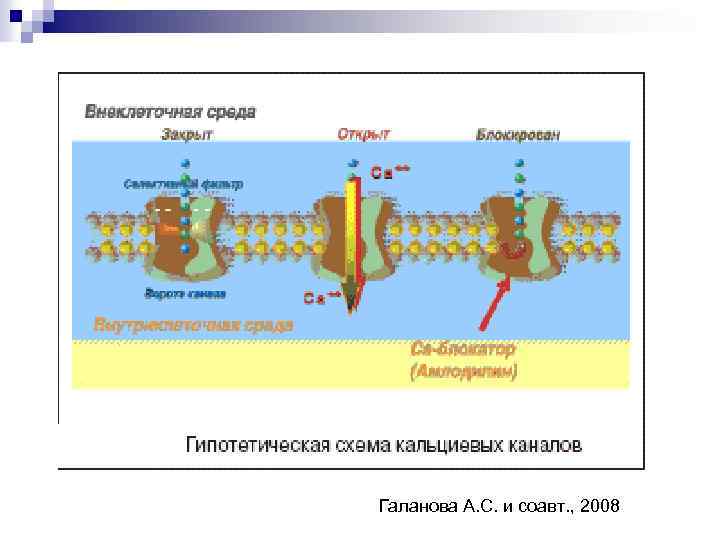 Галанова А. С. и соавт. , 2008 