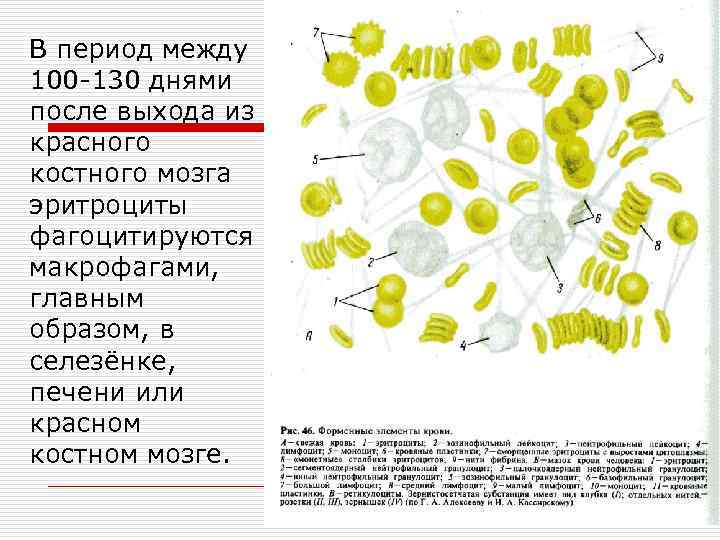 В период между 100 -130 днями после выхода из красного костного мозга эритроциты фагоцитируются