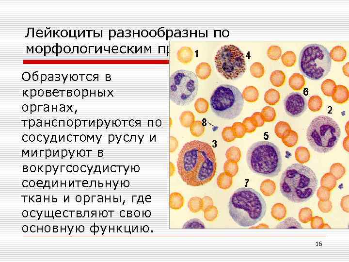 Соединительная ткань образует. Функции лейкоцитов соединительной ткани. Кроветворная функция соединительной ткани. Ткань образующая кроветворные органы. Кроветворные органы образованы тканью.