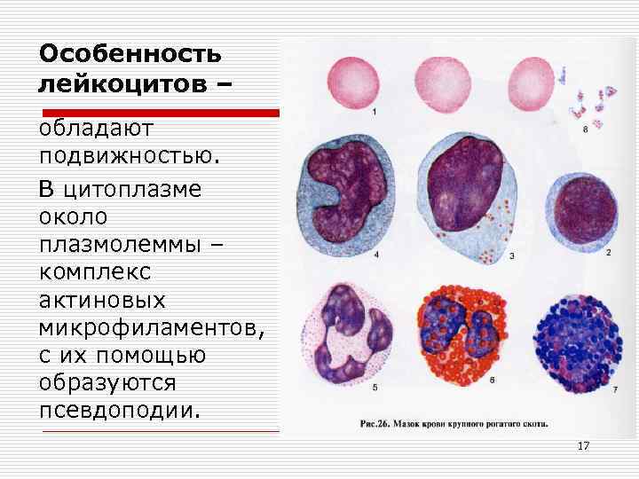 Характеристика лейкоцитов. Особенности строения лейкоцитов. Лейкоциты специфика. Плазмолемма лейкоцитов. Псевдоподии лейкоцитов.